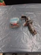 Bosch GLL30 Professional 